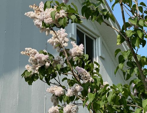 A Note on Our Lilacs
