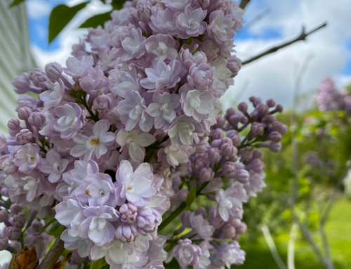 Ferriday Lilacs, May 15