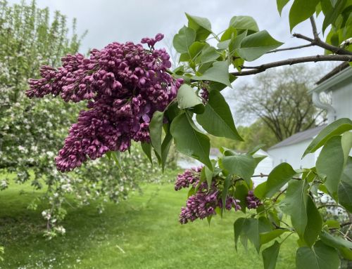 Ferriday Lilacs, May 8