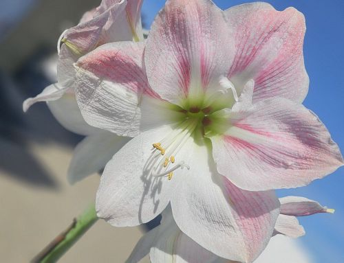 School of Floral Arts in Suffield This Sunday!